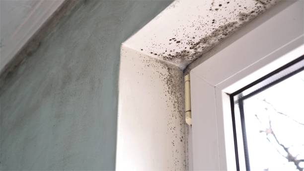 Best Mold Damage Repair  in Crested Butte, CO