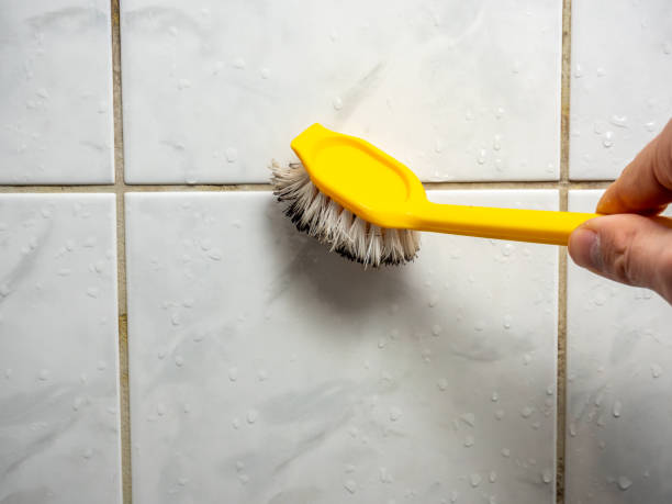 Best Mold Damage Repair  in Crested Butte, CO