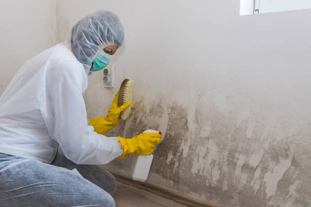 Best Commercial Mold Removal  in Crested Butte, CO