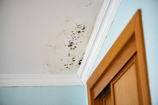 Best Attic Mold Removal  in Crested Butte, CO