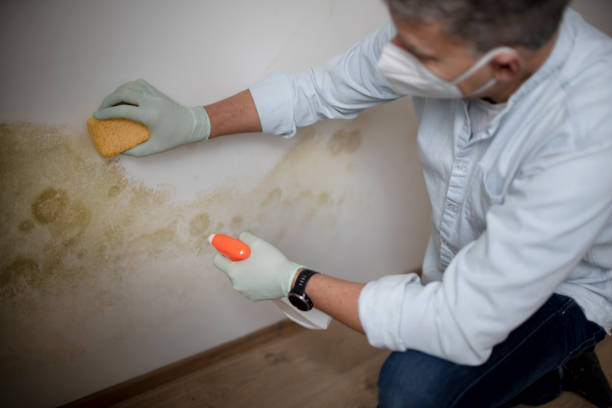 Best Mold Remediation  in Crested Butte, CO