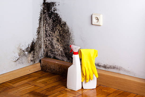 Best Same-Day Mold Removal  in Crested Butte, CO