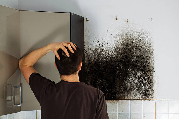 Best Office Mold Removal Services  in Crested Butte, CO