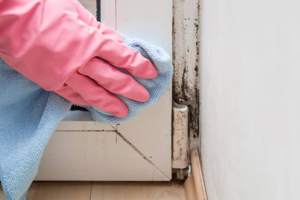 Best Black Mold Removal  in Crested Butte, CO